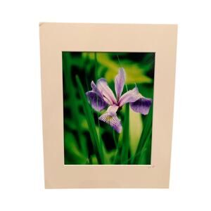 New 8X10 Purple Iris Flower Original Photograph Gail Gates Print w 11X14 Mat
